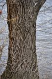 genus Populus. Нижняя часть ствола взрослого дерева. Самарская обл., национальный парк \"Самарская Лука\", окр. горы Верблюд, берег р. Волга, затопленный участок берега. 01.05.2021.