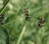 Vincetoxicum scandens. Соцветие. Ростовская обл., Тарасовский р-н, 17.05.2013.