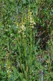 Pedicularis incarnata