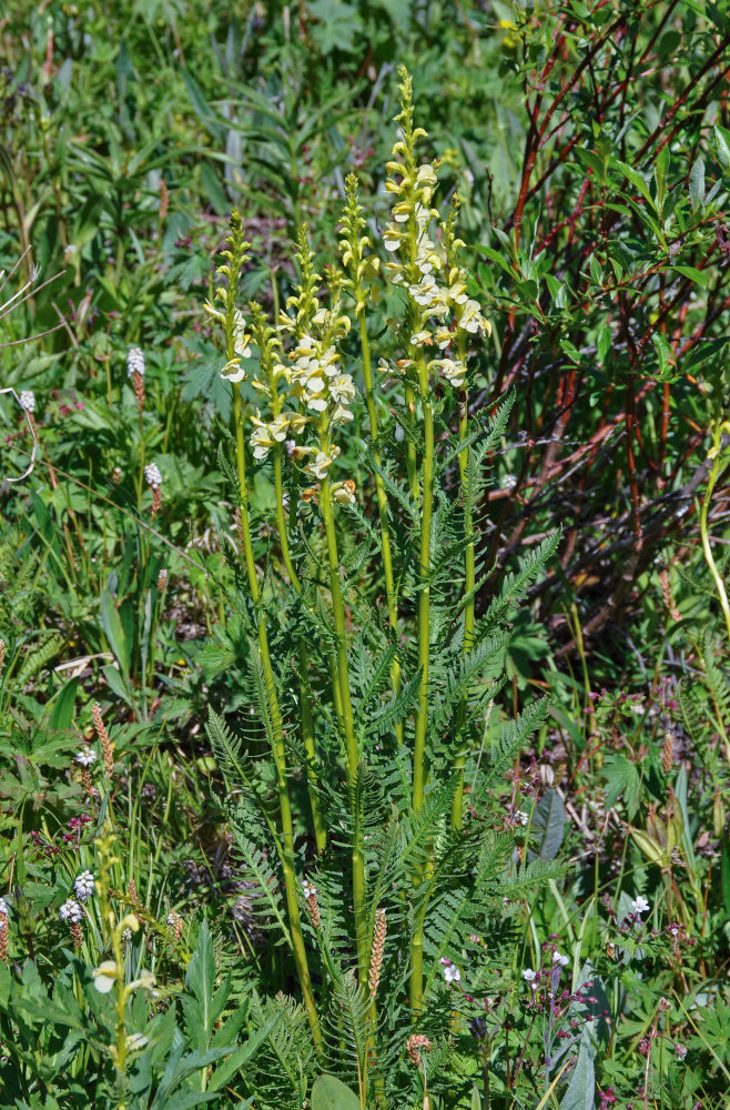Image of Pedicularis incarnata specimen.