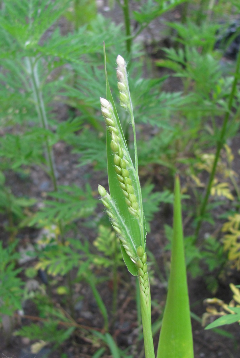 Изображение особи Eriochloa villosa.