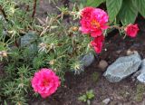 Portulaca grandiflora. Цветущее растение. Томская обл., г. Томск, Академгородок, в культуре. 17.08.2021.