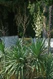 Yucca gloriosa