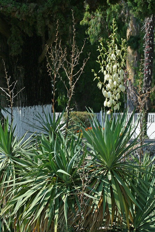 Image of Yucca gloriosa specimen.