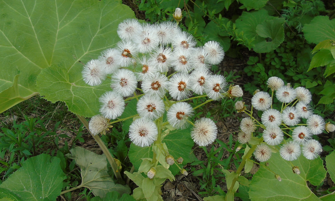 Image of Petasites amplus specimen.