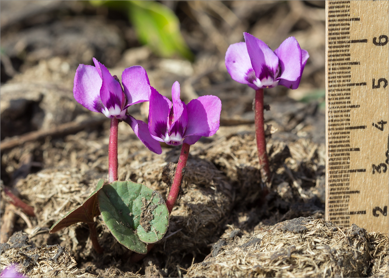 Image of Cyclamen coum specimen.