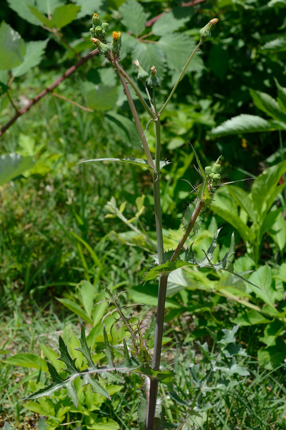 Изображение особи Sonchus oleraceus.