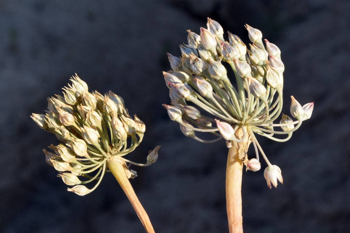 Изображение особи Allium michaelis.