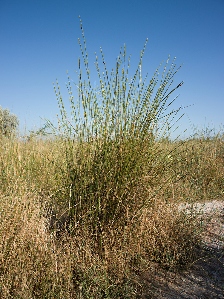 Image of Elytrigia obtusiflora specimen.