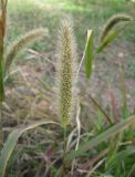 Setaria verticilliformis