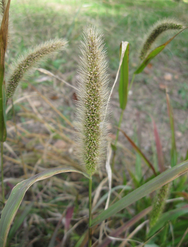 Image of Setaria verticilliformis specimen.