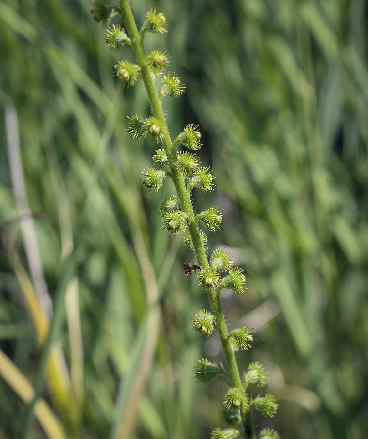 Изображение особи Agrimonia eupatoria.