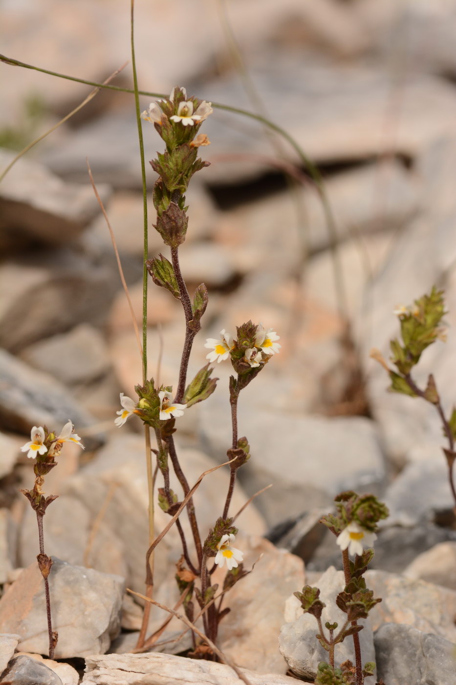 Изображение особи род Euphrasia.