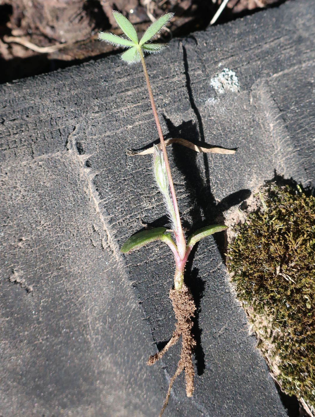 Изображение особи Lupinus &times; regalis.