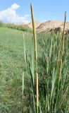 Typha angustifolia. Верхушки побегов с соцветиями. Узбекистан, Наманганская обл., Папский р-н, предгорья Кураминского хр., Ферганская долина, бассейн р. Жийдалисай, окр. местности Жийдабулок (Jiydabuloq), берег реки. 18.06.2022.