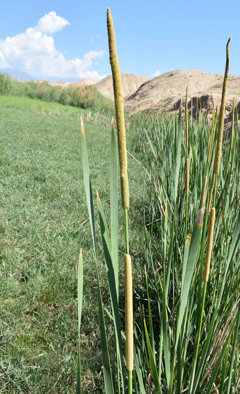 Image of Typha angustifolia specimen.