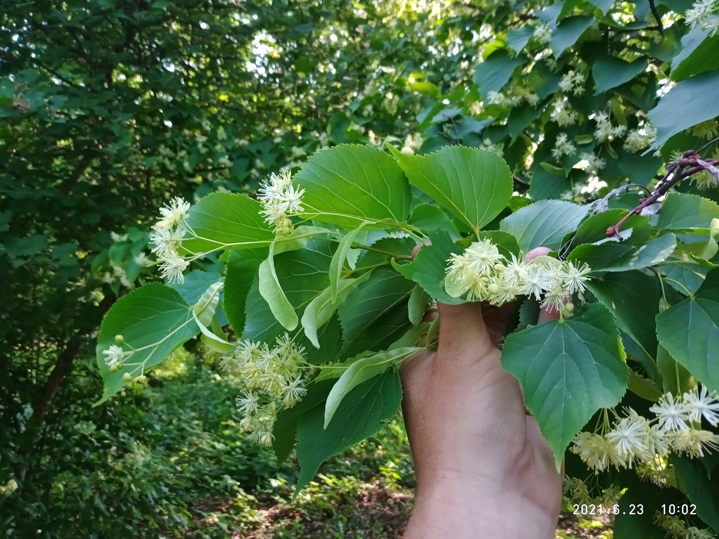 Image of Tilia platyphyllos specimen.