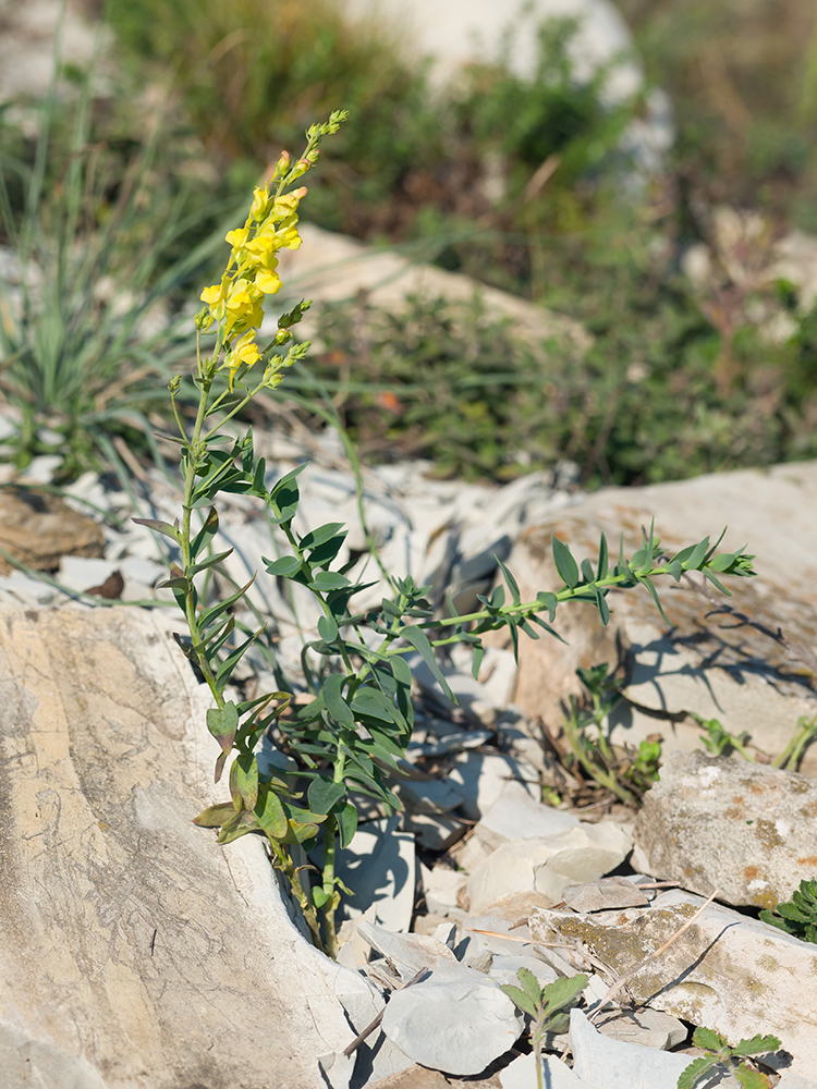 Image of Linaria genistifolia specimen.