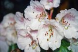 Rhododendron разновидность album