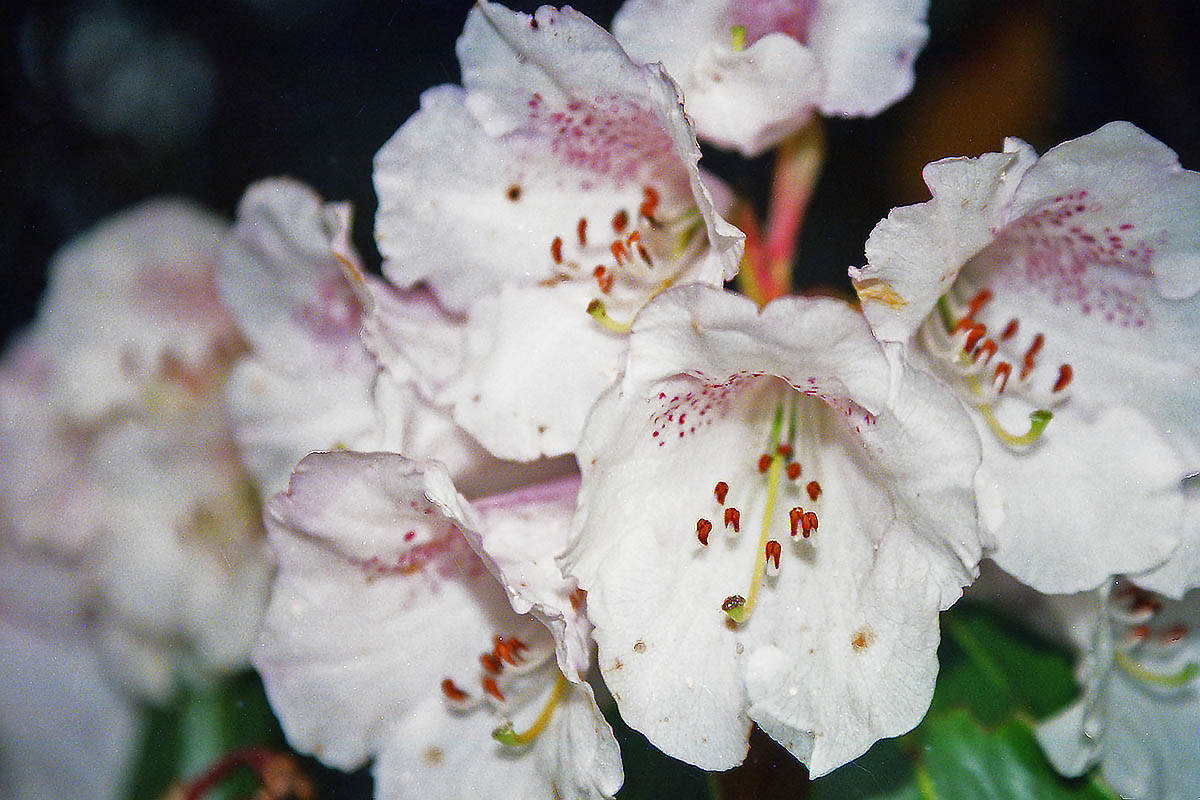 Image of Rhododendron arboreum var. album specimen.