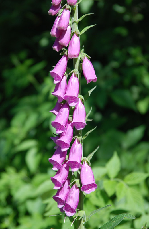 Image of Digitalis purpurea specimen.