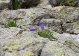 Campanula biebersteiniana