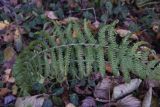 Dryopteris filix-mas. Вайя. Калужская обл., Боровский р-н, правый борт долины р. Руть в 1 км выше деревни Семичёво, граница хвойного и лиственного леса. 25 октября 2022 г.