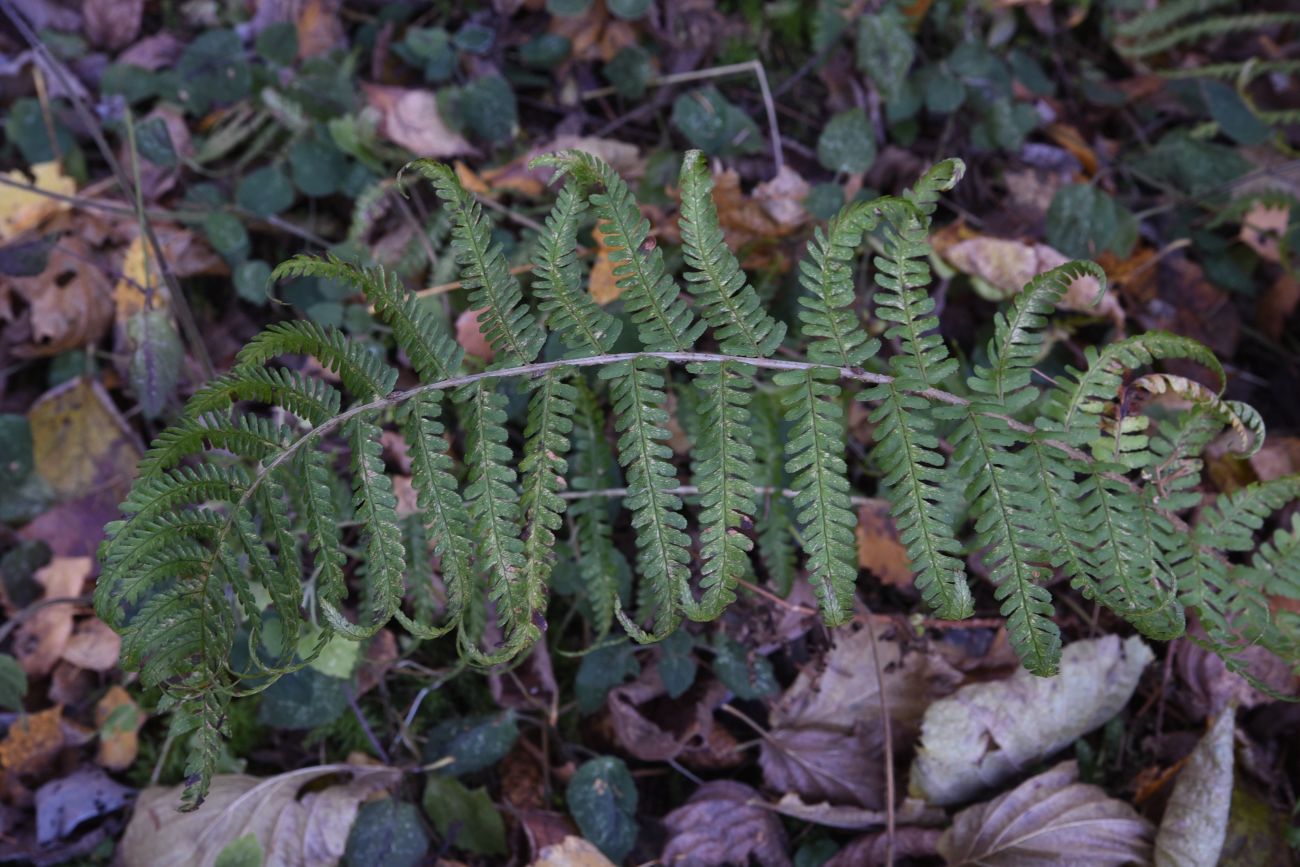 Image of Dryopteris filix-mas specimen.