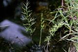 Ceratopteris thalictroides. Молодые вайи полуводного папоротника. Таиланд, провинция Транг, р-н Кантанг, Ко Мук, национальный парк \"Пещера Моракот\". 18.11.2000.