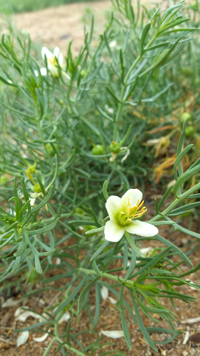 Изображение особи Peganum multisectum.