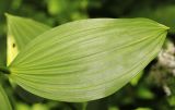 Veratrum grandiflorum. Лист. Приморский край, Партизанский р-н, гора Ольховая, высота 1610 м н.у.м., опушка ельника. 29.07.2020.