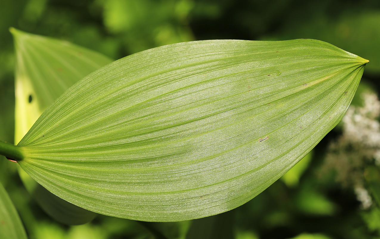 Image of Veratrum grandiflorum specimen.