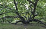 Juglans mandshurica. Нижняя часть старого дерева. Москва, ГБС РАН, дендрарий. 16.09.2022.