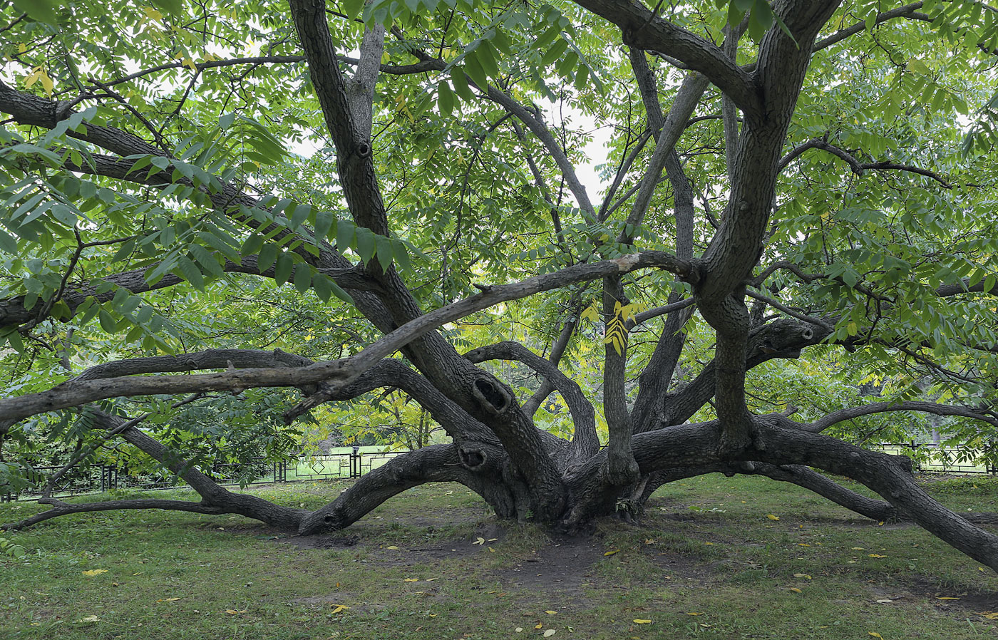 Image of Juglans mandshurica specimen.