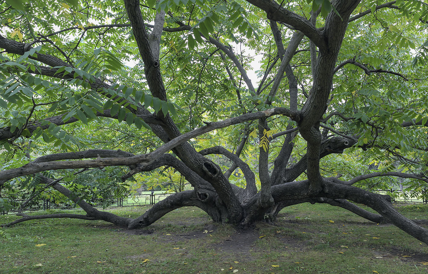 Изображение особи Juglans mandshurica.