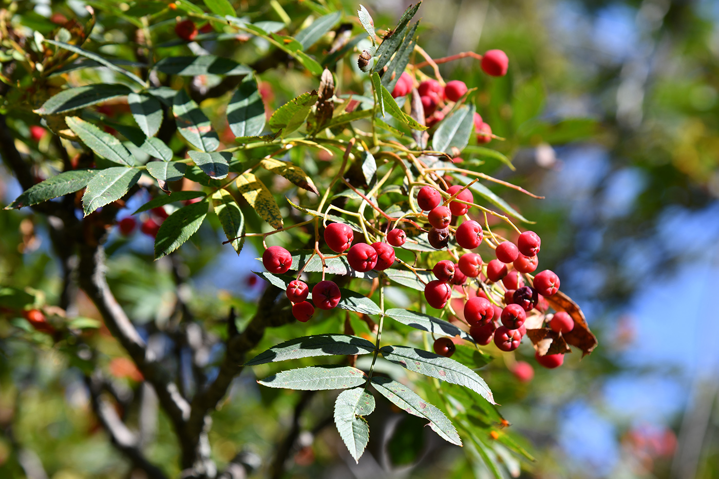 Изображение особи Sorbus tianschanica.