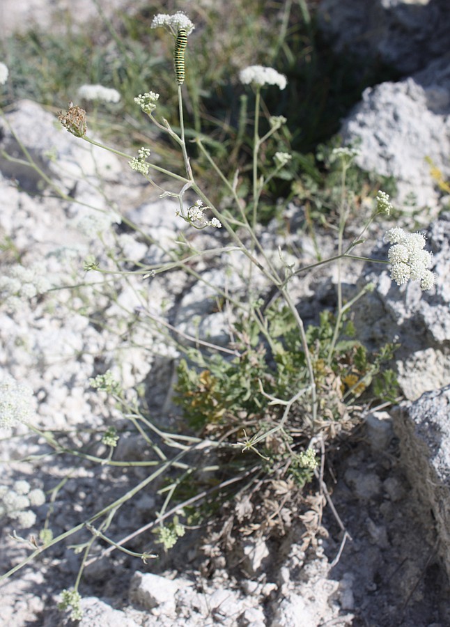 Изображение особи Pimpinella tragium.