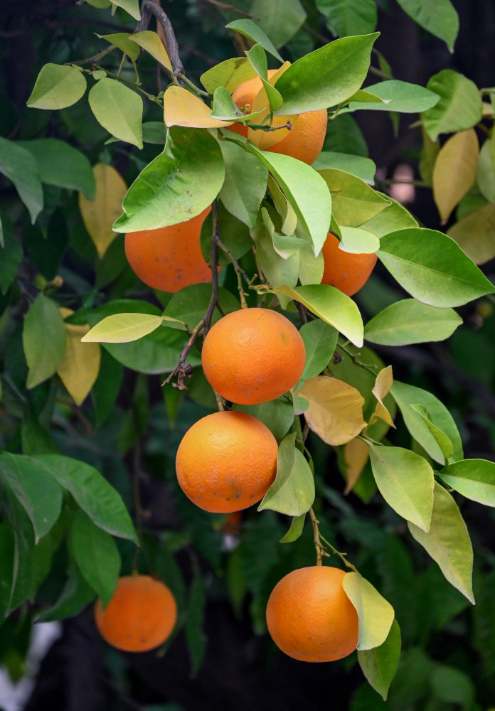 Image of Citrus sinensis specimen.