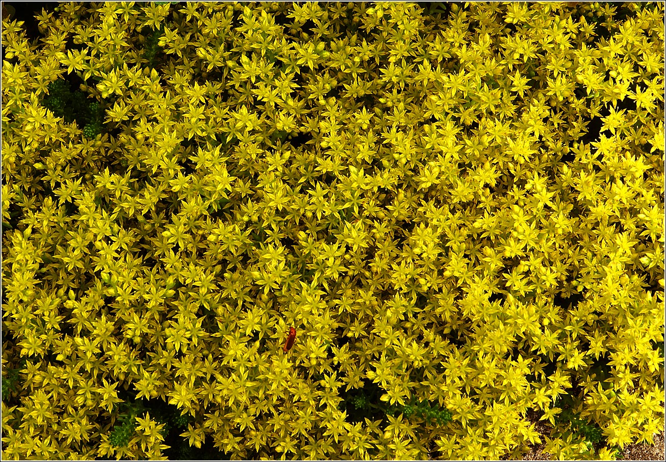 Image of Sedum sexangulare specimen.