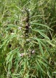 Leonurus japonicus
