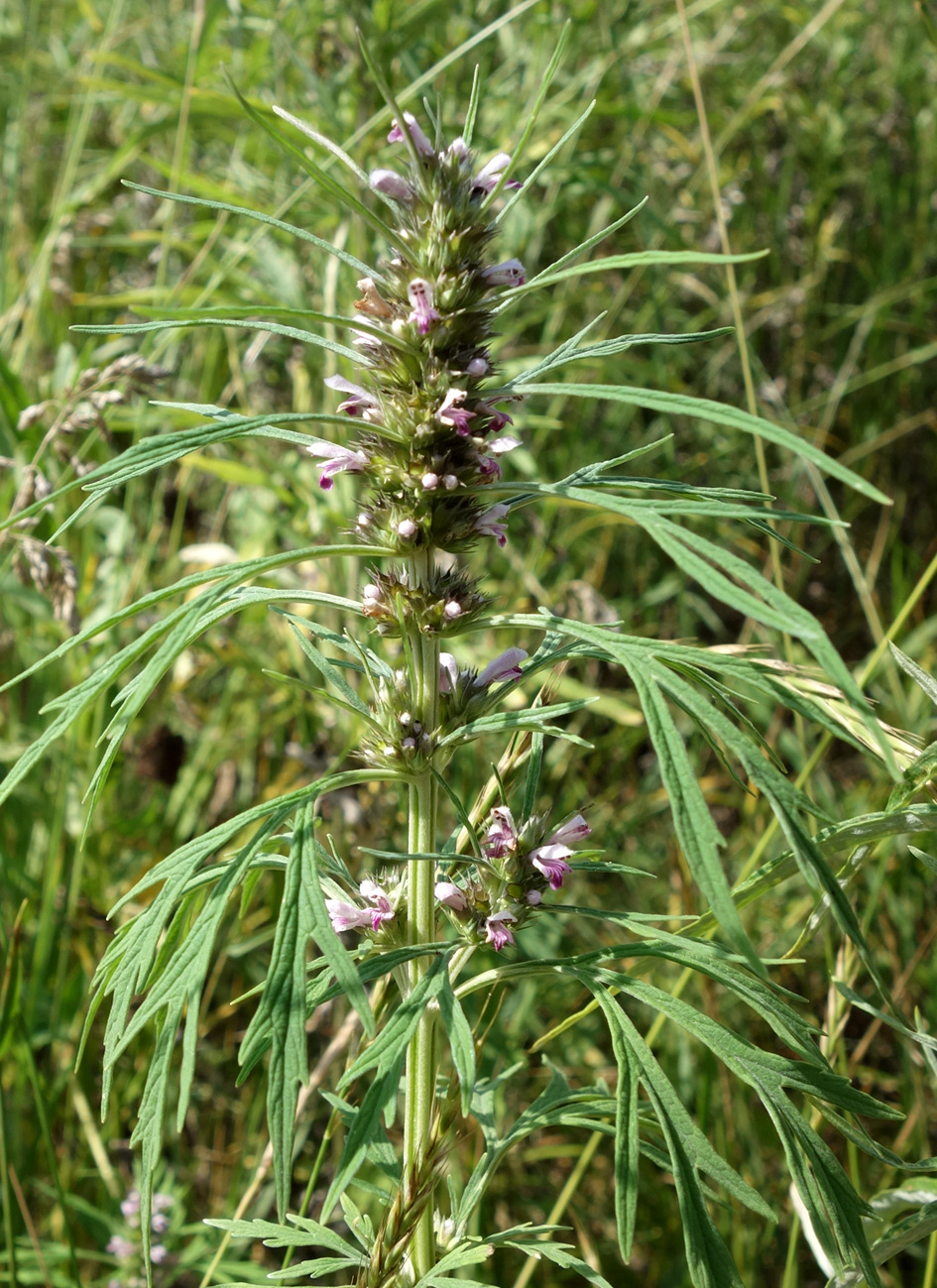 Изображение особи Leonurus japonicus.