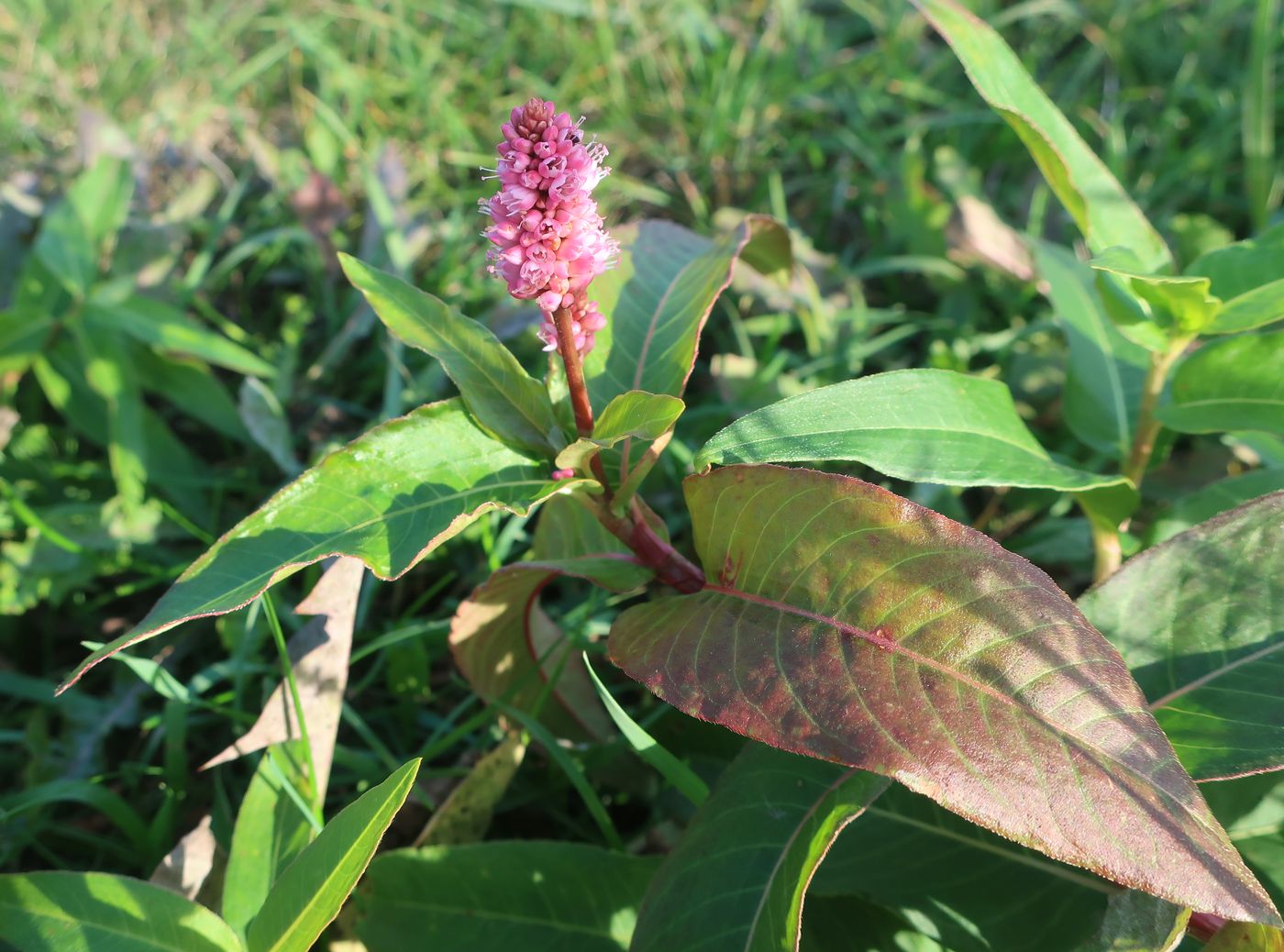 Image of Persicaria amphibia specimen.