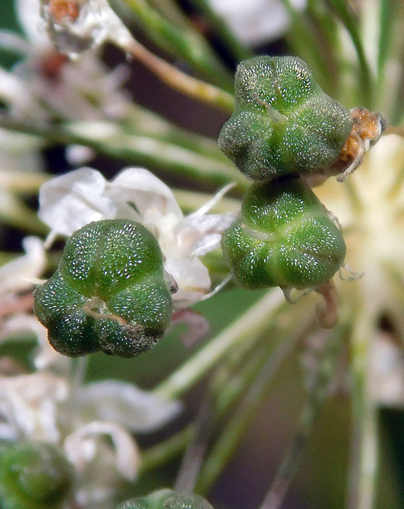 Изображение особи Allium decipiens.