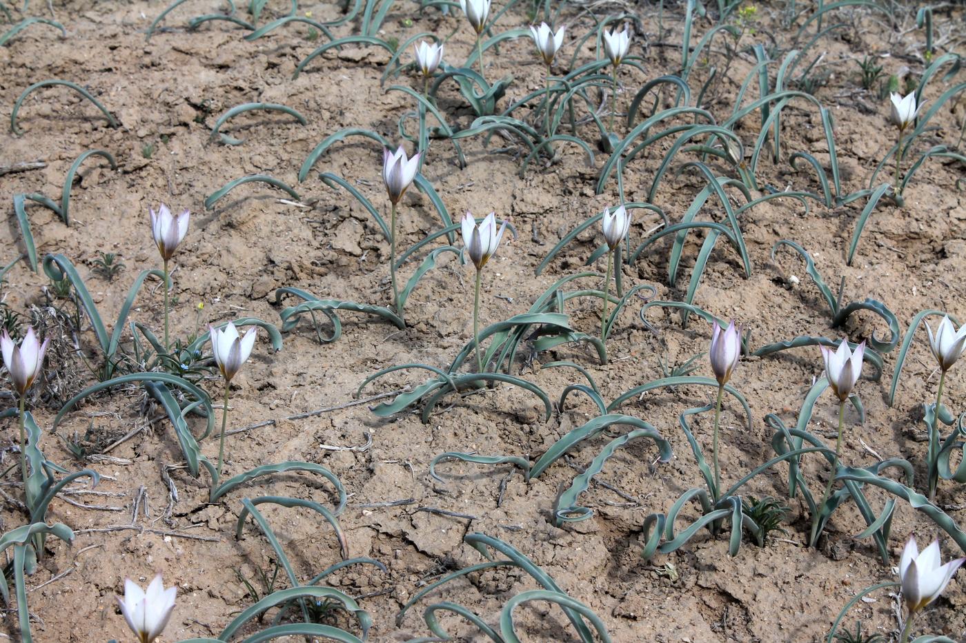 Изображение особи Tulipa sogdiana.