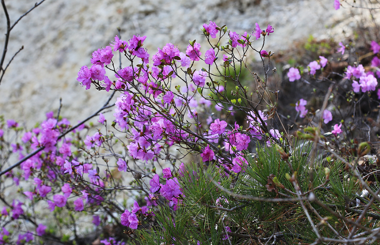 Image of Rhododendron dauricum specimen.