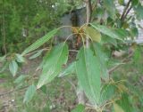 Populus longifolia