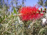 Callistemon citrinus