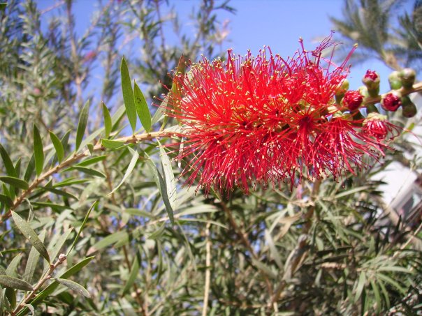 Image of Callistemon citrinus specimen.
