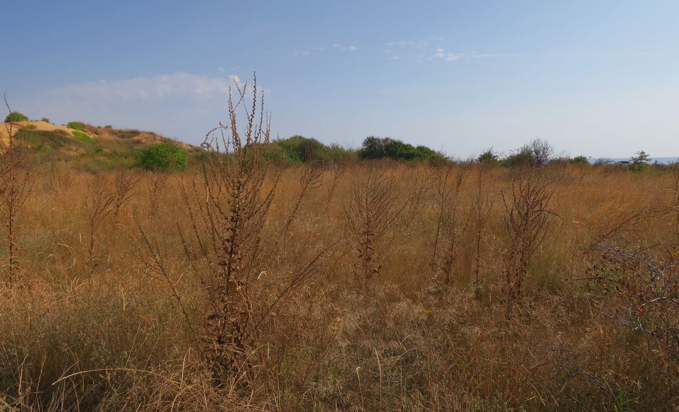 Image of genus Verbascum specimen.