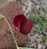 Macroptilium lathyroides. Цветок. Чили, обл. Valparaiso, провинция Isla de Pascua, северо-восточная часть острова, окр. бухты Anakena. 09.03.2023.